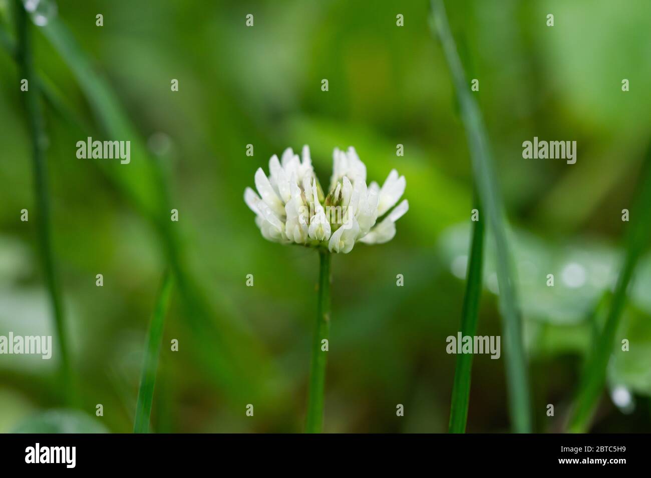 Fleurs de trèfle blanc en fleur au printemps Banque D'Images