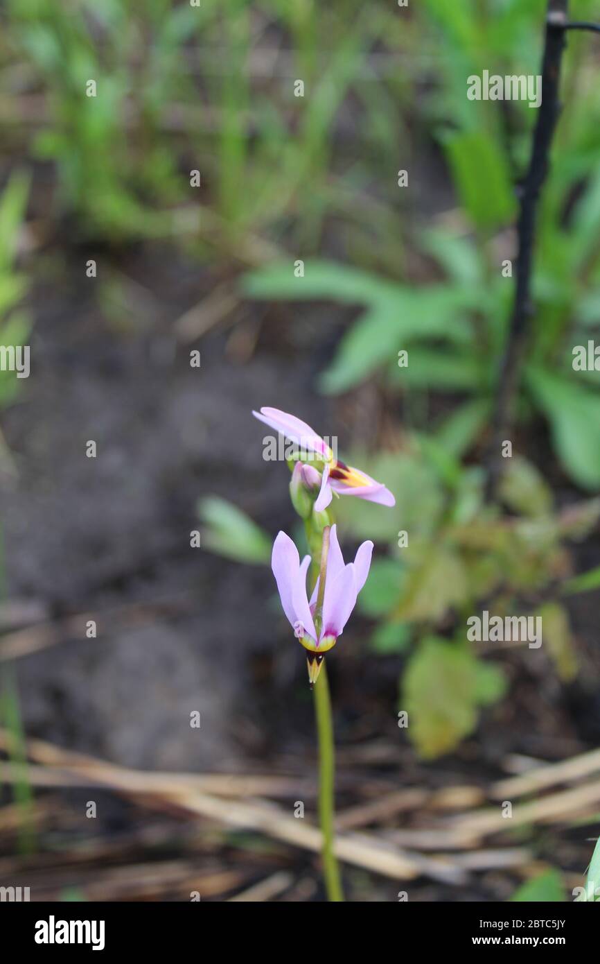 Tir de fleurs sauvages étoiles près du sol dans la réserve naturelle de somme Prairie à Northbrook, Illinois Banque D'Images