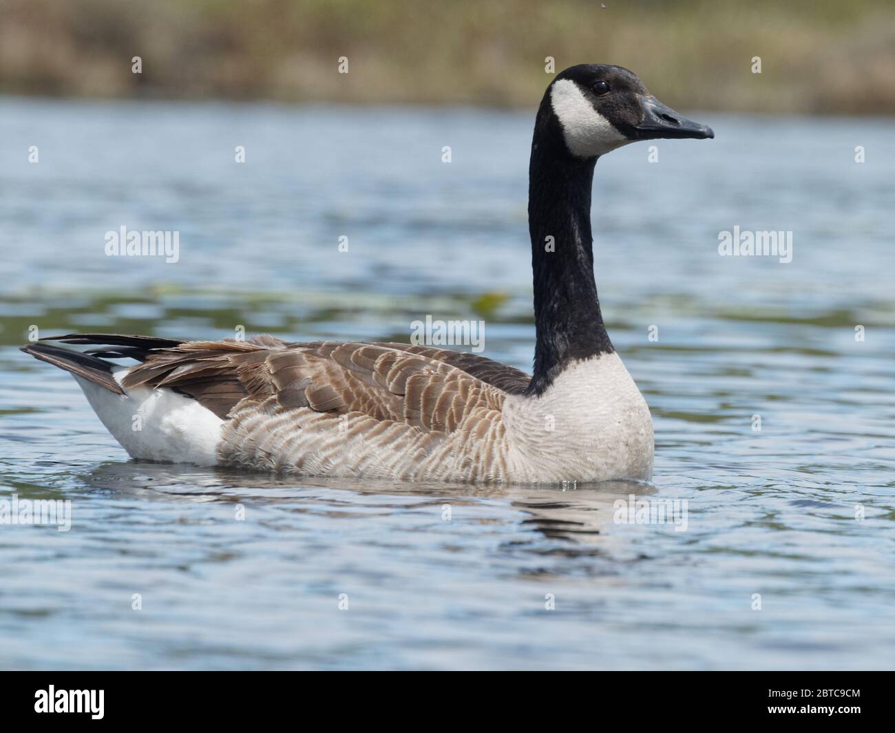 Québec, Canada. Une oie du Canada dans son environnement naturel. Banque D'Images
