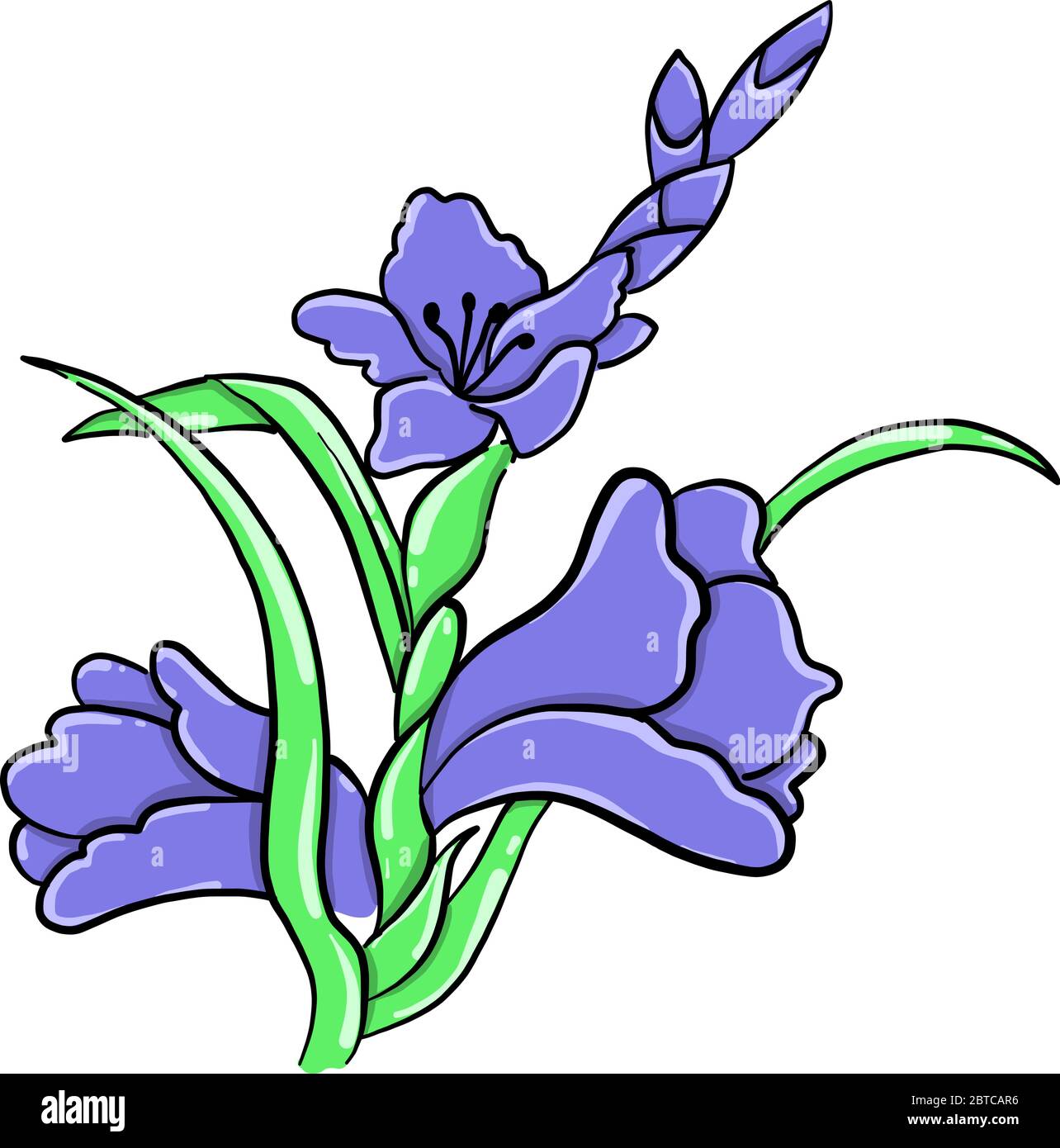 Fleur de Gladiolus , illustration, vecteur sur fond blanc Illustration de Vecteur