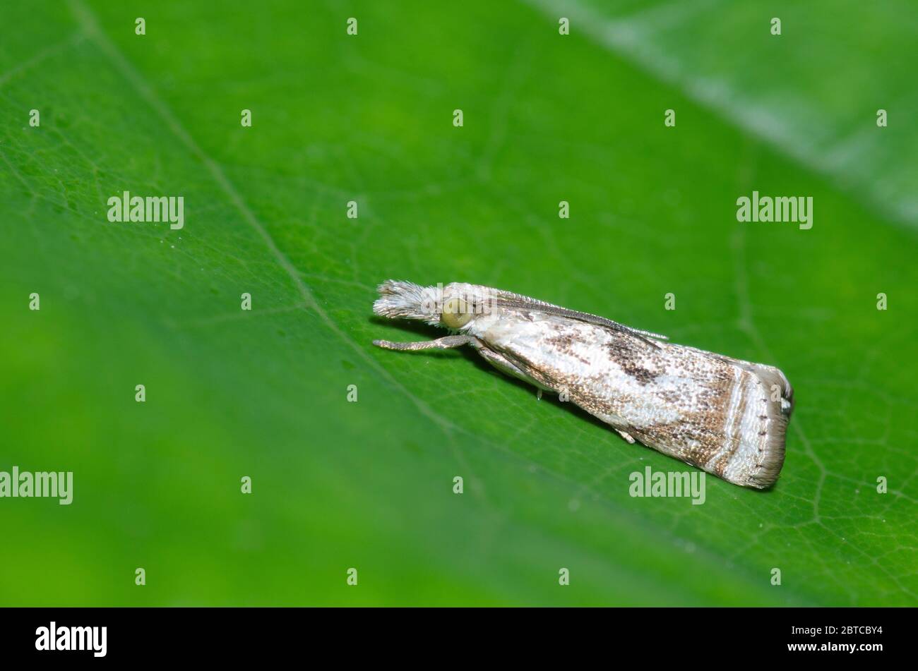 Élégant placage de gazon, Microcrambus elegans Banque D'Images