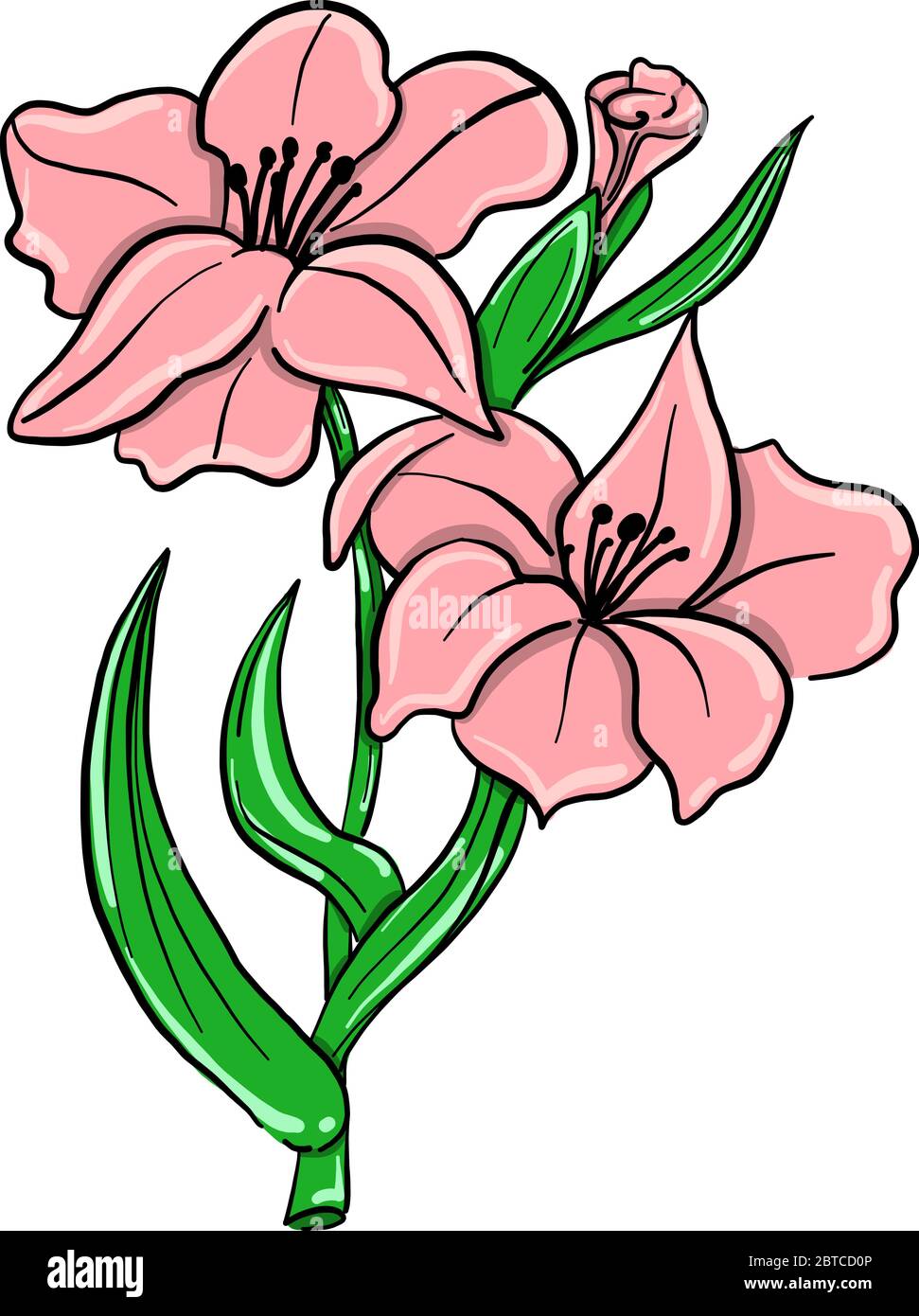 Rose gladiolus , illustration, vecteur sur fond blanc Illustration de Vecteur