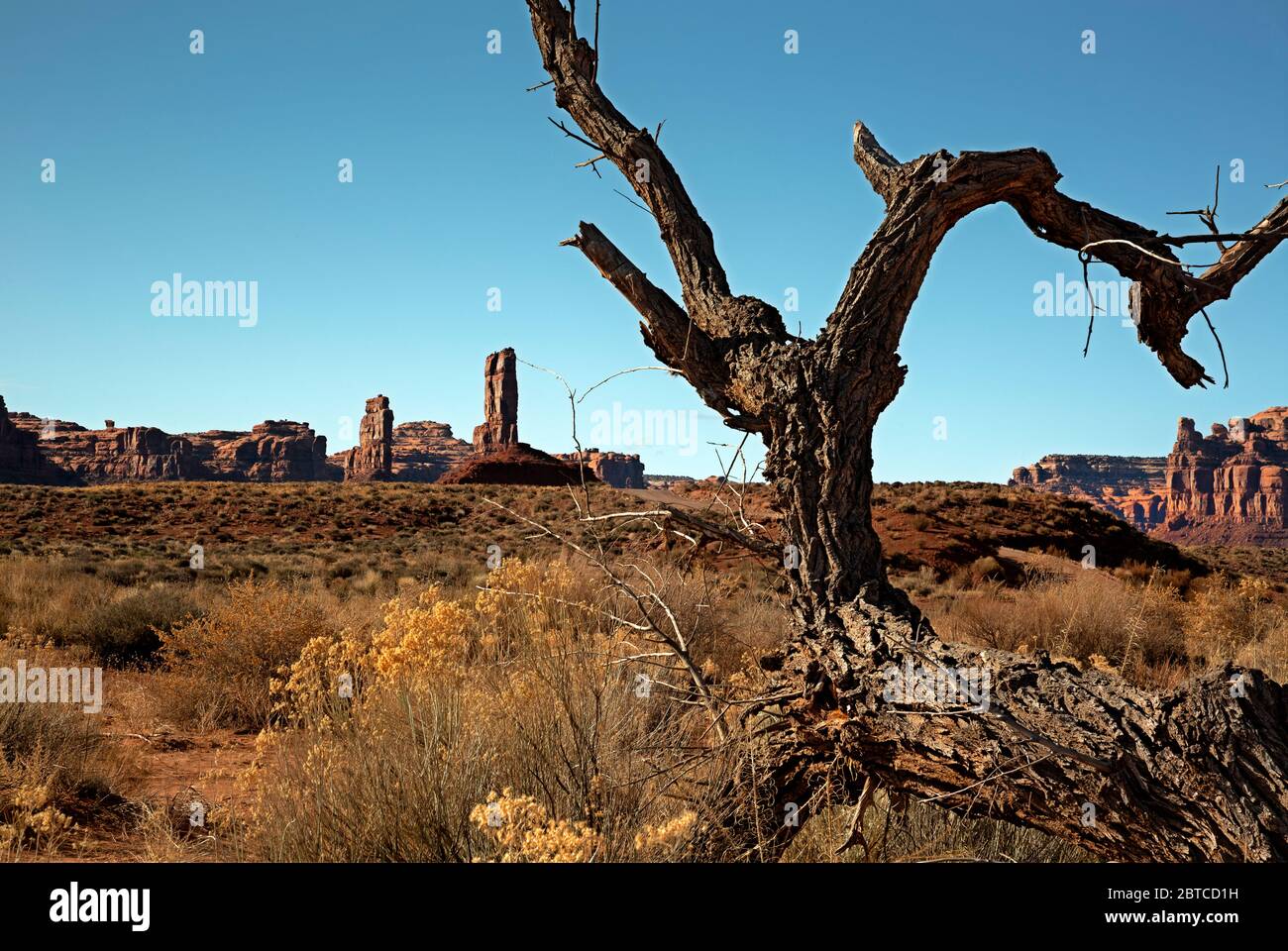UT00606-00...UTAH - UN arbre de coton mort et des buttes de grès rouge dans la vallée des Dieux. Banque D'Images