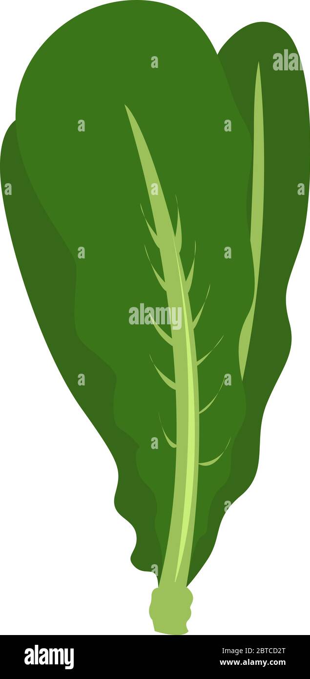 Salade verte , illustration, vecteur sur fond blanc Illustration de Vecteur