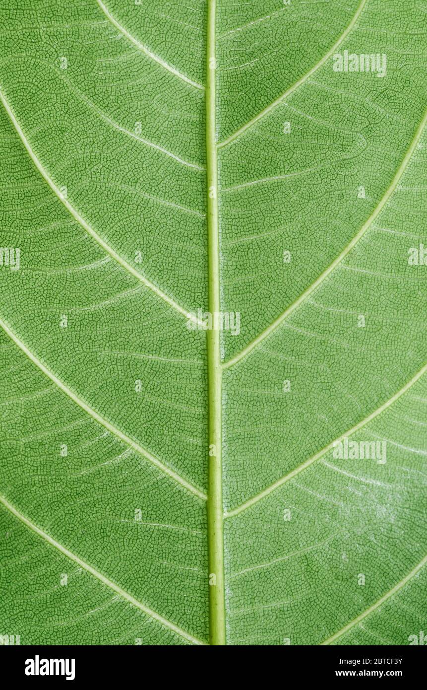 Macro photo du motif de feuilles vert naturel comme arrière-plan. Banque D'Images
