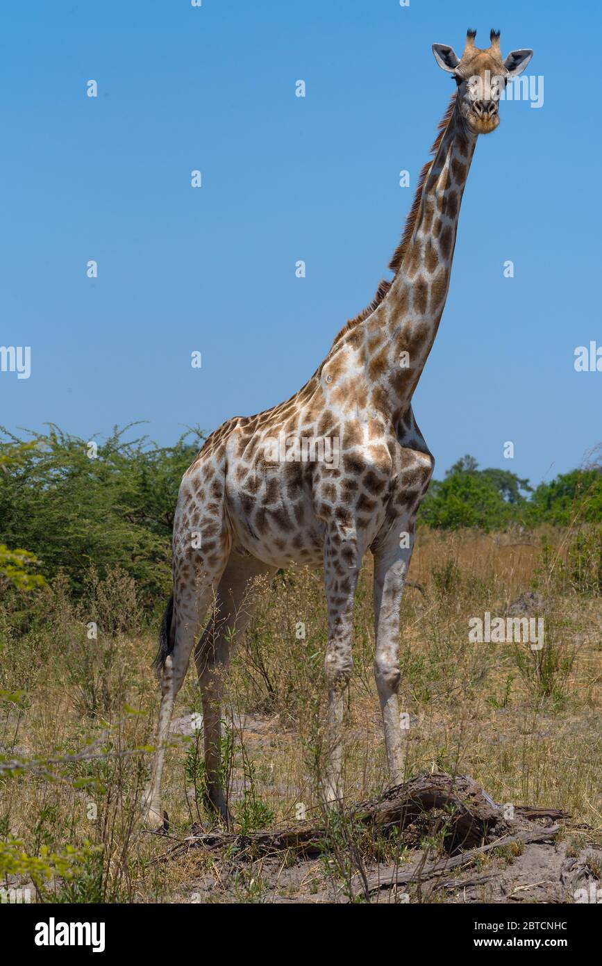 Girafe en saison sèche dans le delta de l'Okavango, Botswana Banque D'Images