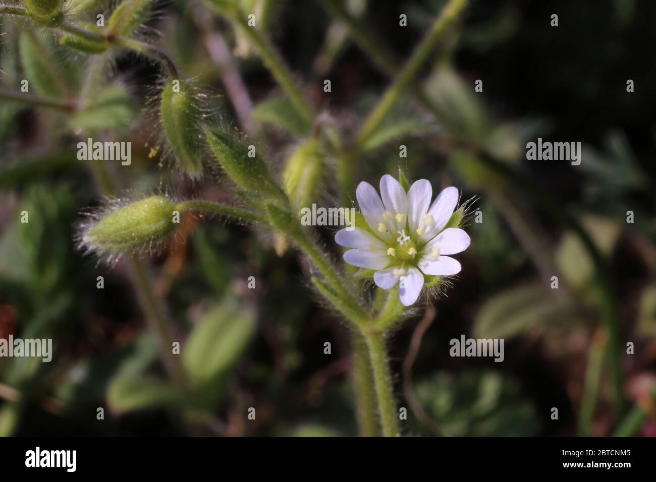 Cerastium brachypetalum subsp. Roeseri, oreille grise de souris. Plante sauvage au printemps. Banque D'Images