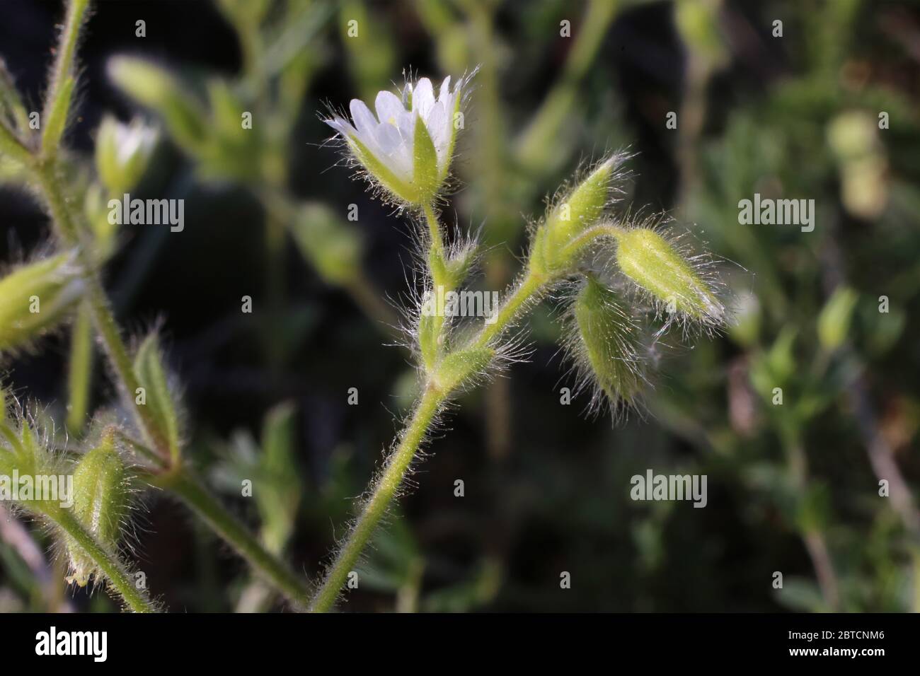 Cerastium brachypetalum subsp. Roeseri, oreille grise de souris. Plante sauvage au printemps. Banque D'Images