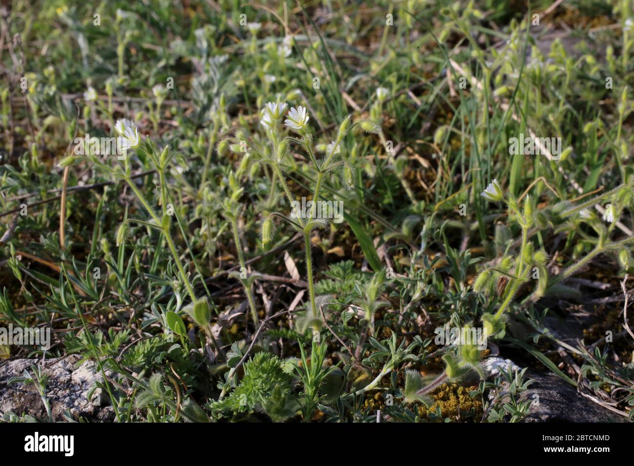 Cerastium brachypetalum subsp. Roeseri, oreille grise de souris. Plante sauvage au printemps. Banque D'Images