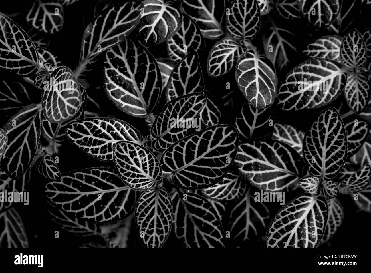 Gros plan des feuilles de peperomia en noir et blanc Banque D'Images