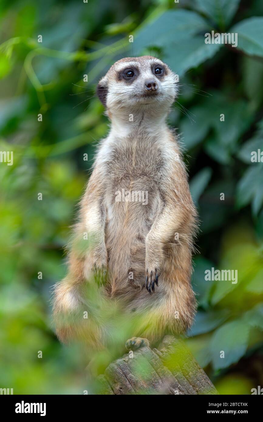 Meerkat debout à la recherche de quelque chose. Suricata suricata prédateurs sauvages dans l'environnement naturel. Scène de la faune de la nature Banque D'Images