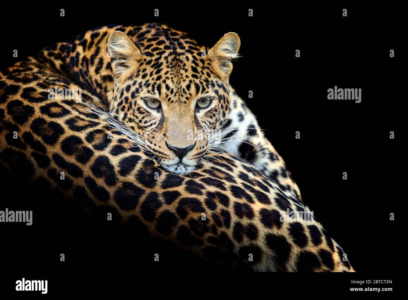 Gros plan magnifique mécontent, grand léopard isolé sur fond noir Banque D'Images