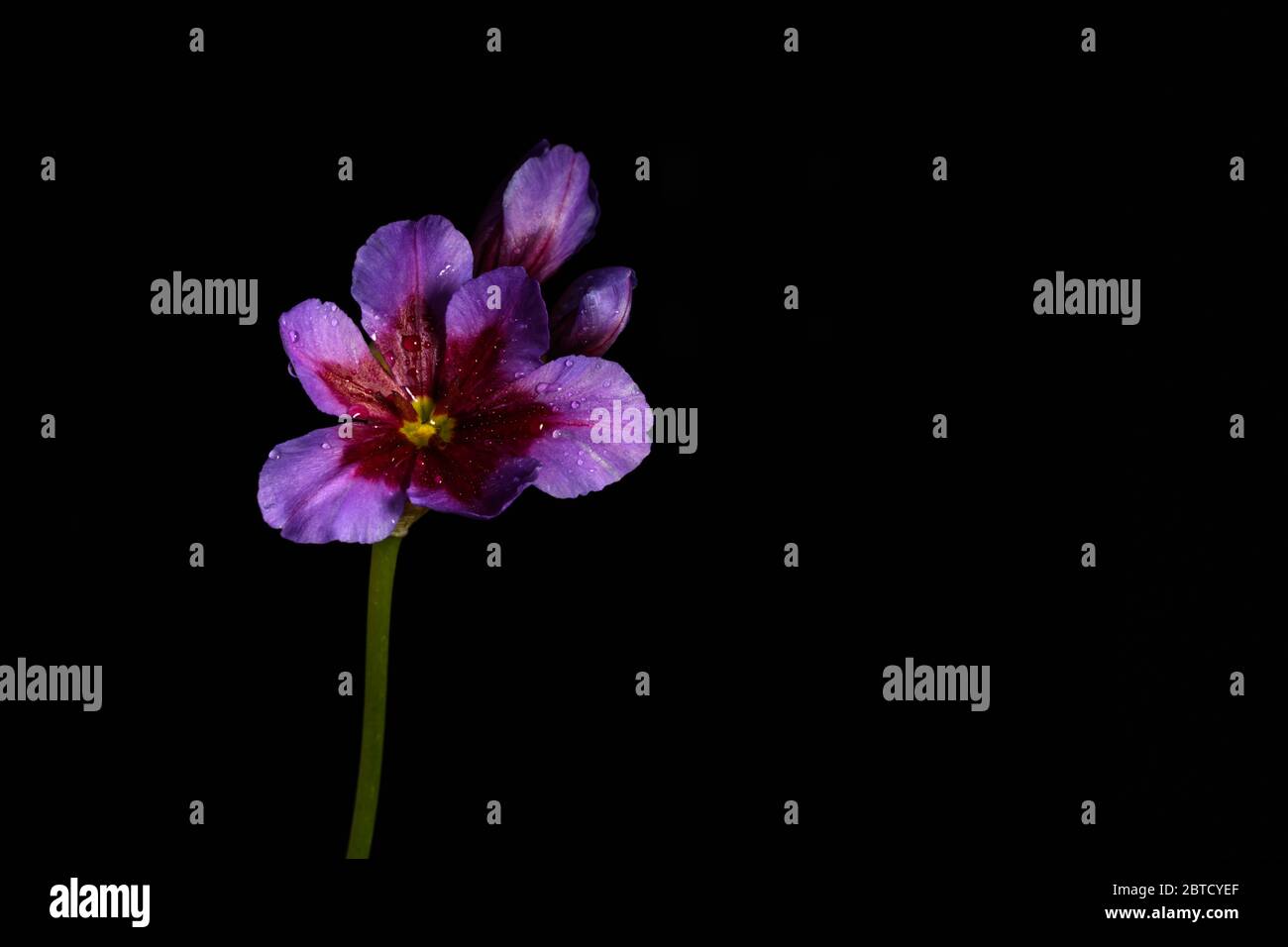 Fleur de crocus violet isolée sur fond noir Banque D'Images