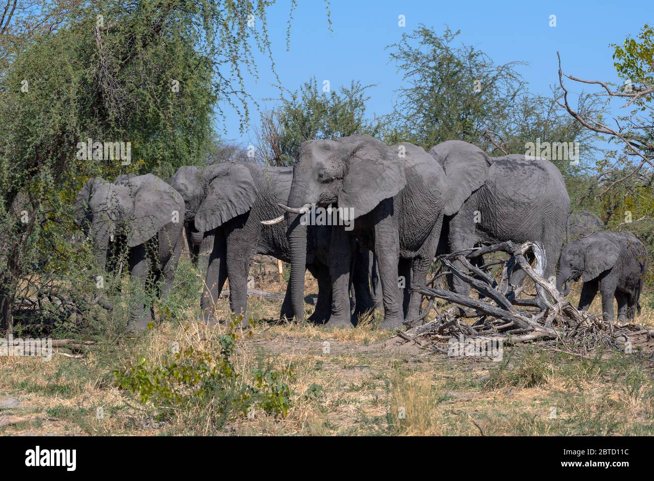 Groupe d'éléphants pendant la saison sèche dans le delta de l'okavango, Botswana Banque D'Images