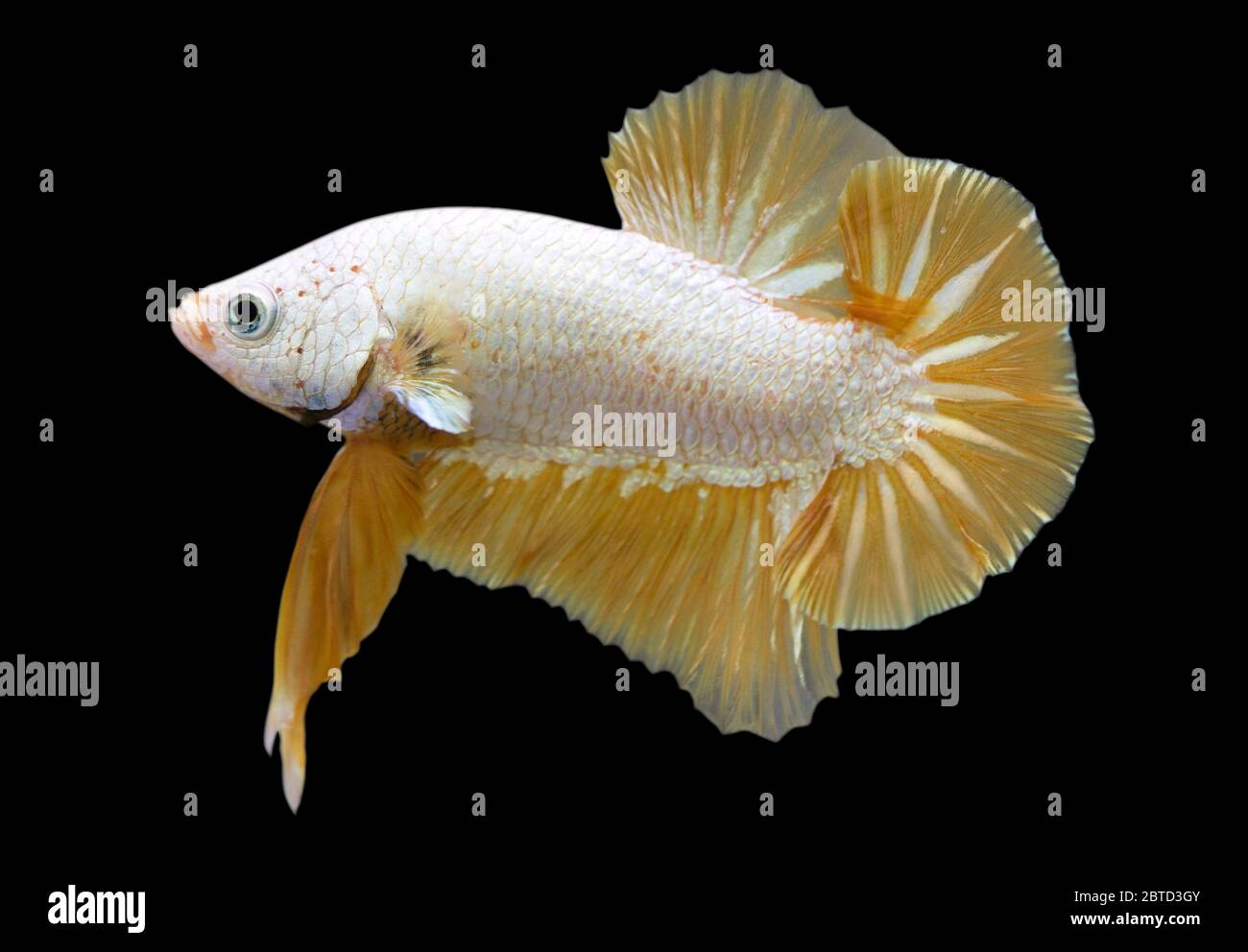 Betta Golden Dragon Halfmoon Plakat HMPK mâle ou Plakat luttant contre les splendens de poissons sur fond noir. Banque D'Images