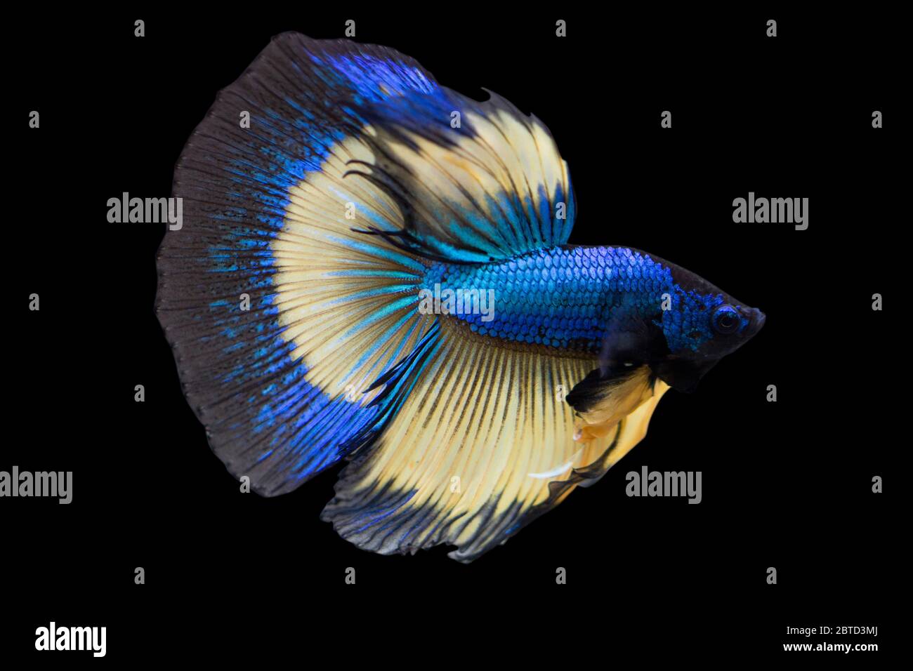 Betta Mustard Gas Halfmoon HM mâle ou Plakat Fighting Fish splidens sur fond noir. Banque D'Images