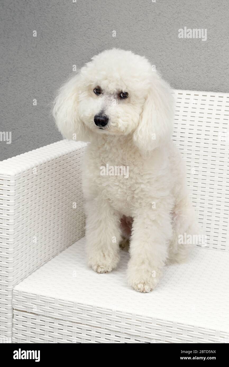 Joli coolette blanche douce, assise tranquillement sur un fauteuil en osier tissé blanc assorti sur un fond de mur gris Banque D'Images