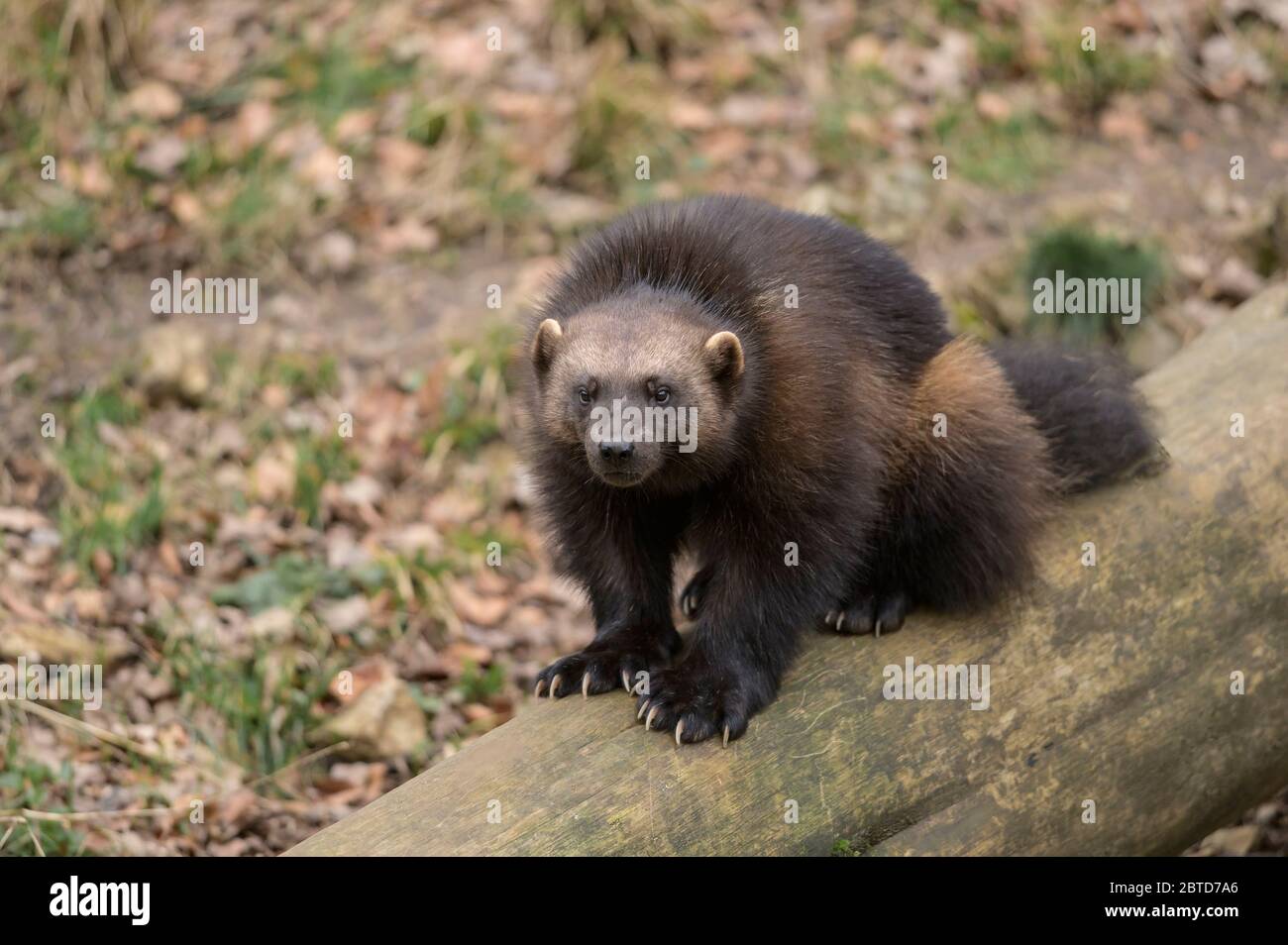 Glouton Wolverine Gulo Gulo Animal Banque D Image Et Photos Alamy