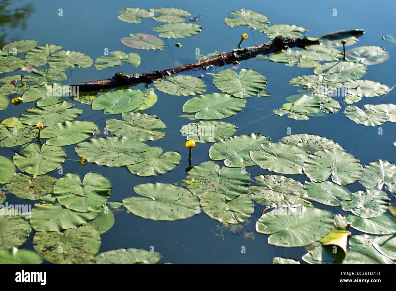 Feuilles de nénuphars et branche sèche flottant sur la surface de l'eau Banque D'Images