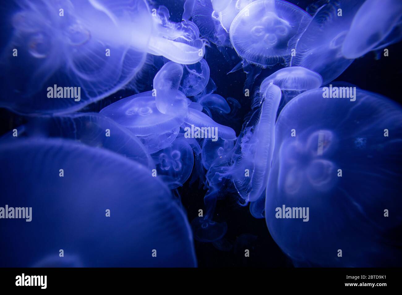 Méduses fluorescentes (Medusozoa) dans le réservoir d'eau Banque D'Images