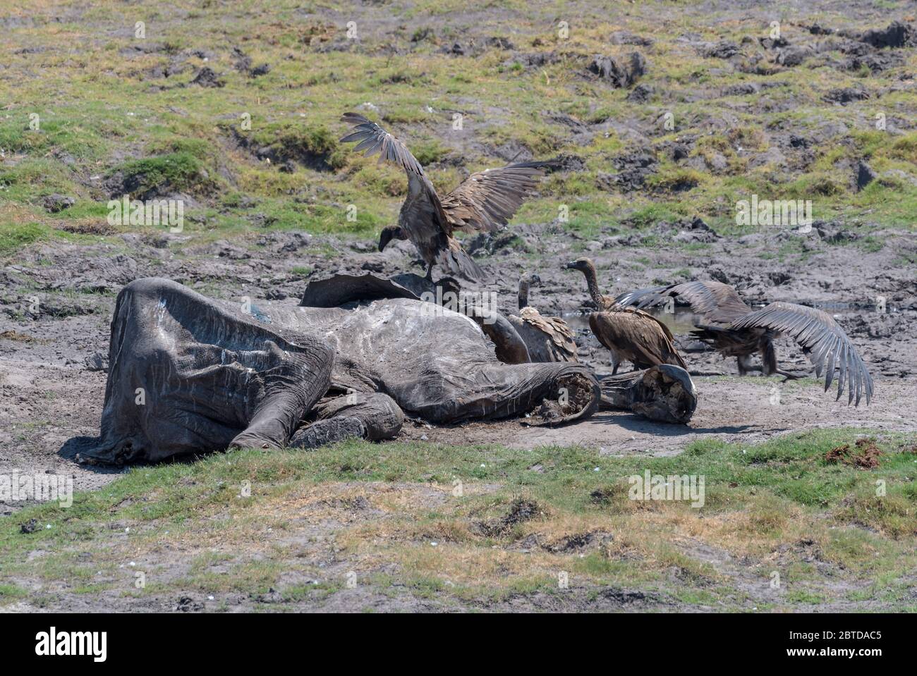 Les vautours mangent la carcasse d'un éléphant mort, parc national de Chobe, Botswana Banque D'Images