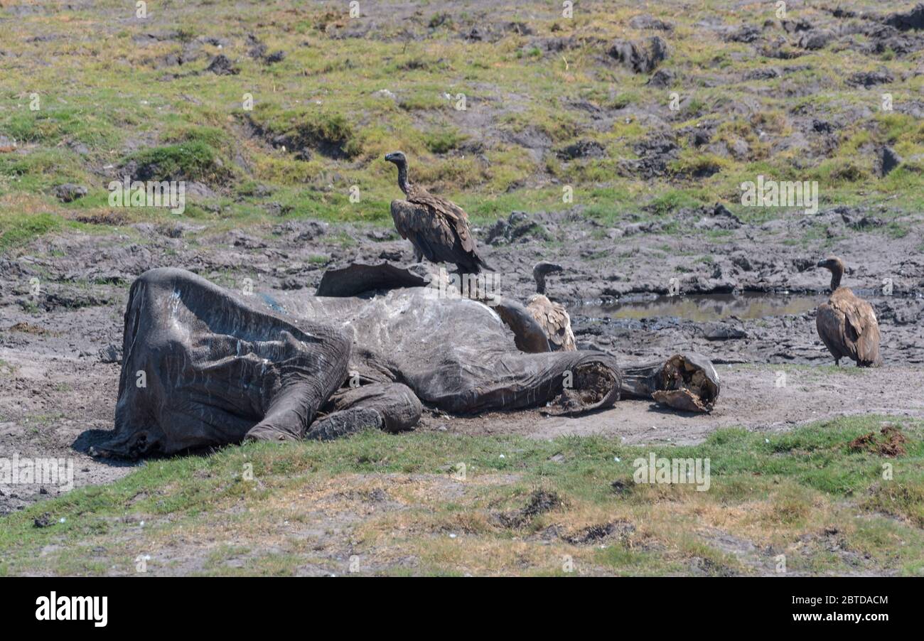 Les vautours mangent la carcasse d'un éléphant mort, parc national de Chobe, Botswana Banque D'Images