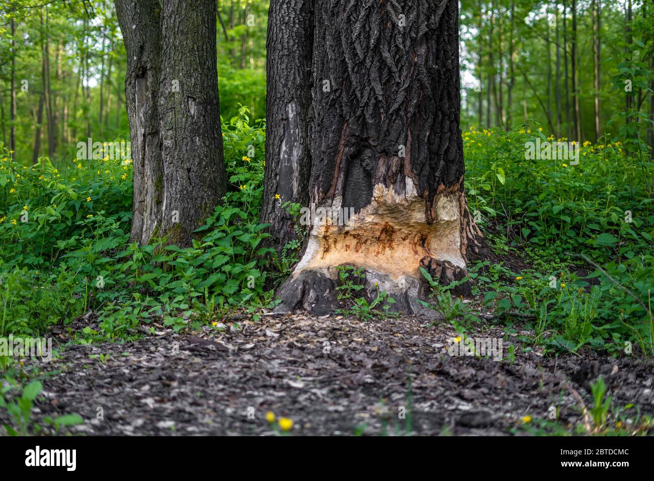 un arbre épais à moitié rongé par les castors Banque D'Images