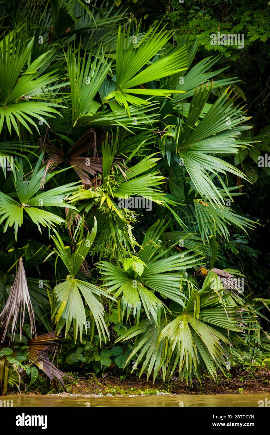 Feuilles de palmier au bord du lac de Gatun, parc national de Soberania, province de Colon, République du Panama. Banque D'Images