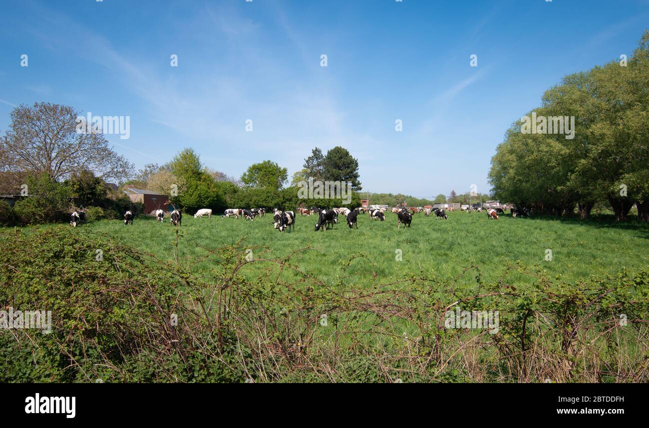 Troupeau de vaches sur prairie verte en Belgique. Banque D'Images