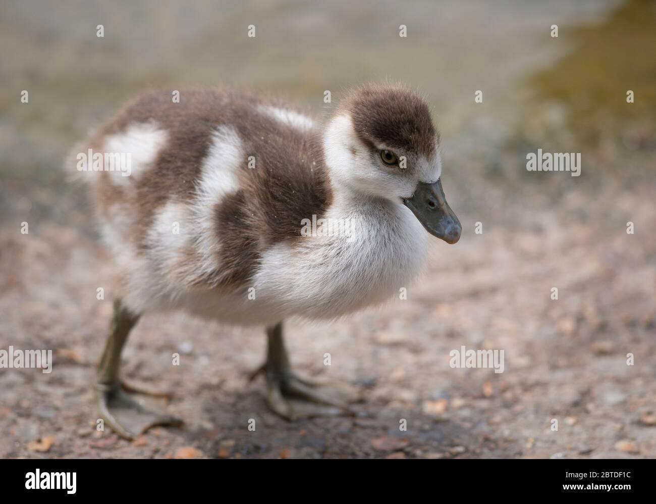 Egyptian Goose, Alopochen aegyptiaca, Chick, Angleterre Royaume-Uni Banque D'Images