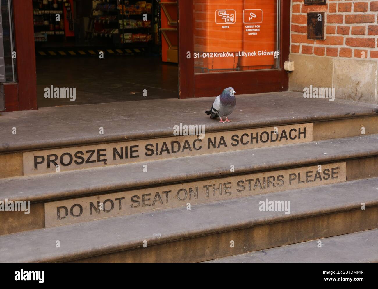 Cracovie. Cracovie. Pologne. Pigeon assis sur les escaliers avec le panneau 'ne pas s'asseoir sur les escaliers s'il vous plaît' Banque D'Images
