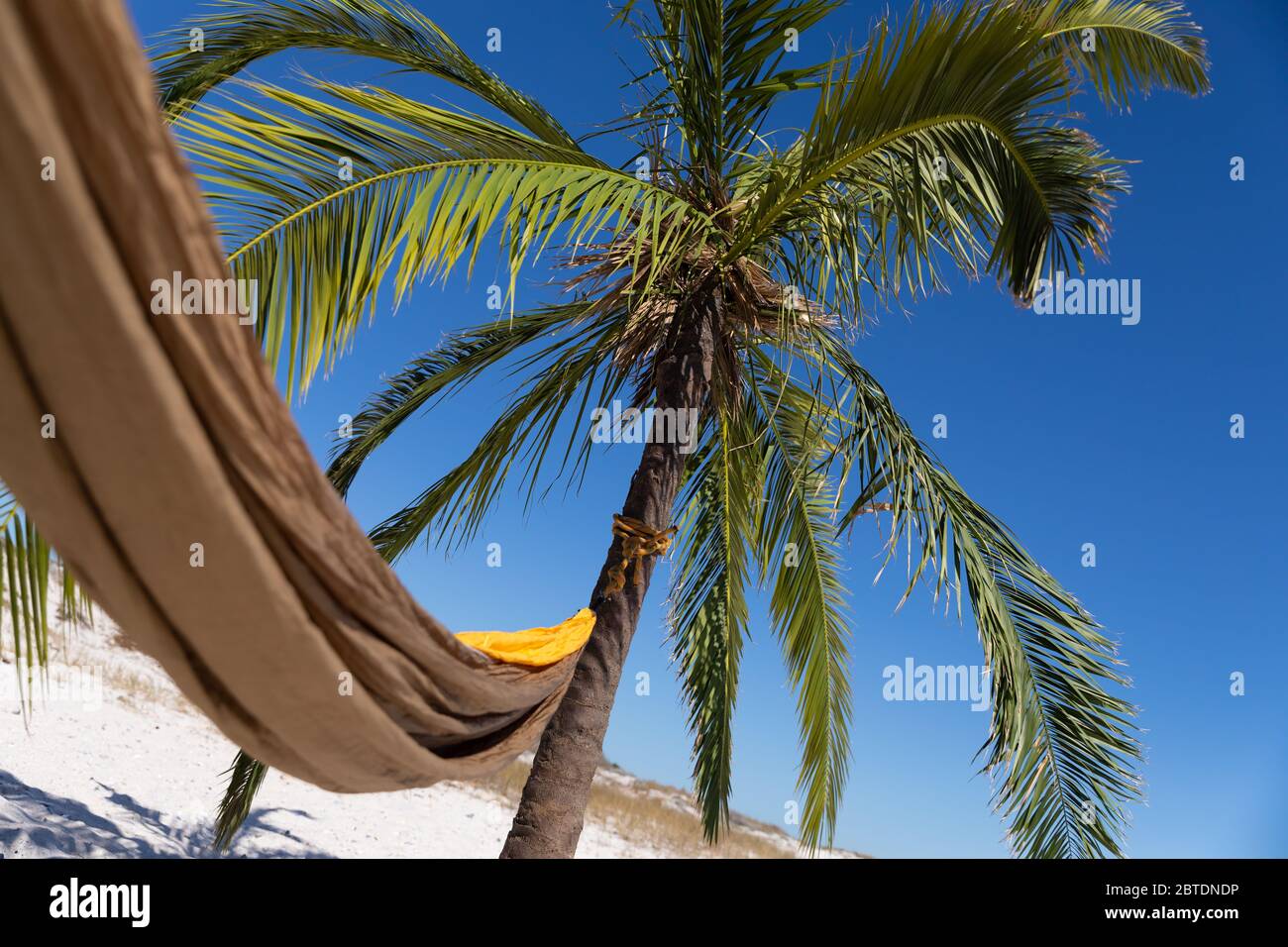 Vue magnifique sur une plage avec un palmier et un hamac attaché à elle Banque D'Images