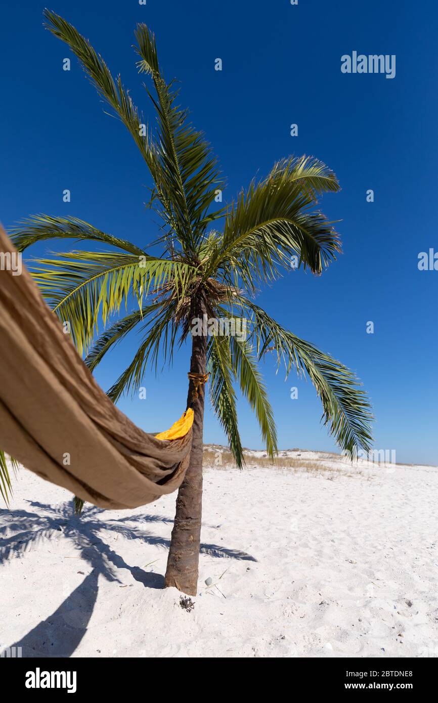 Vue magnifique sur une plage avec un palmier et un hamac attaché à elle Banque D'Images