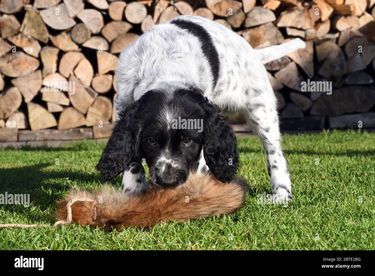 Grand Munsterlander (Canis lupus F. familiaris), chiot de sept semaines jouant dans un pré avec une queue de bœuf, bois de feu empilé en arrière-plan, Allemagne Banque D'Images