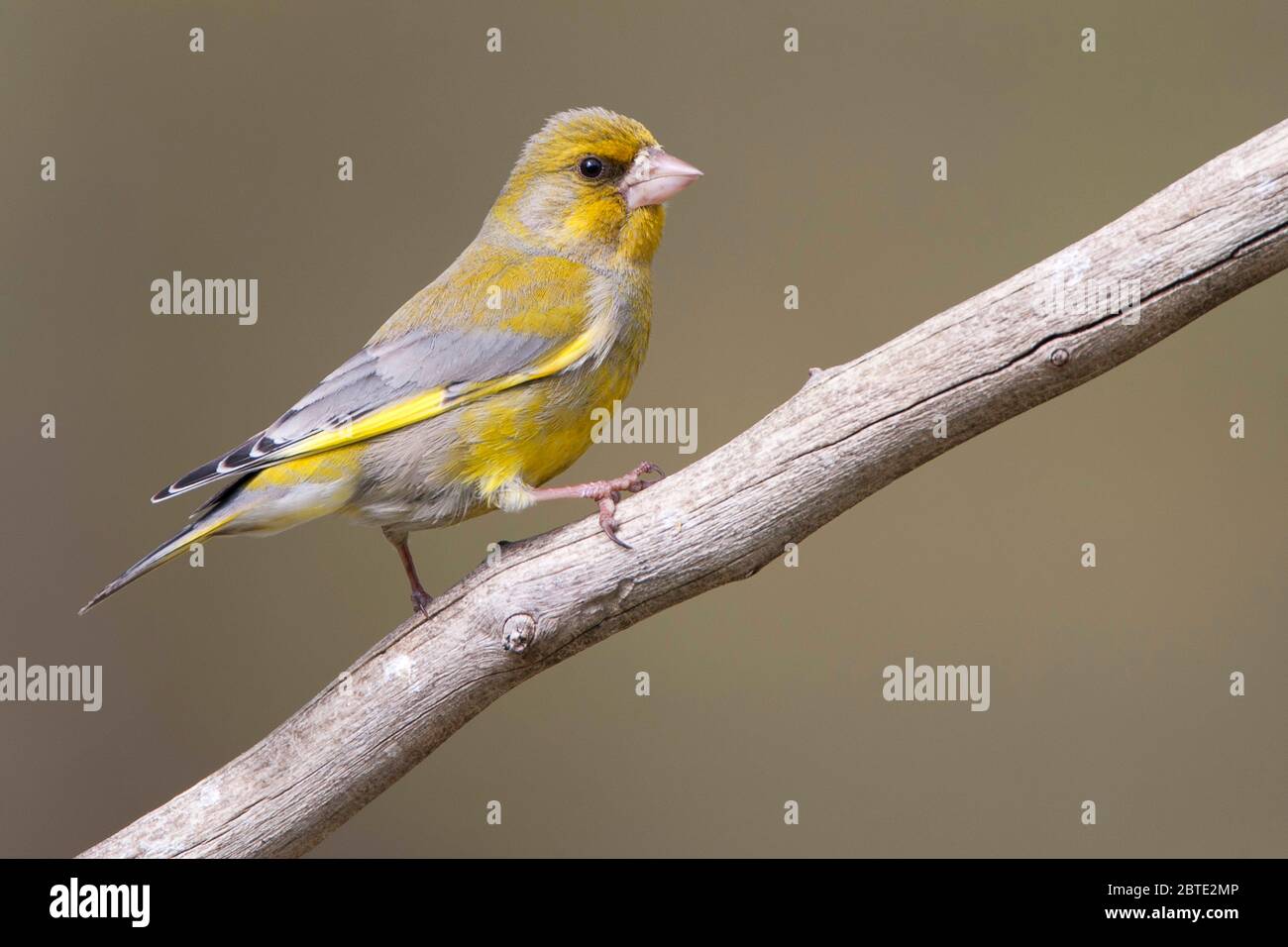 western verdfinch (Carduelis chloris, Chloris chloris), perches sur une branche, Belgique, Flandre orientale Banque D'Images