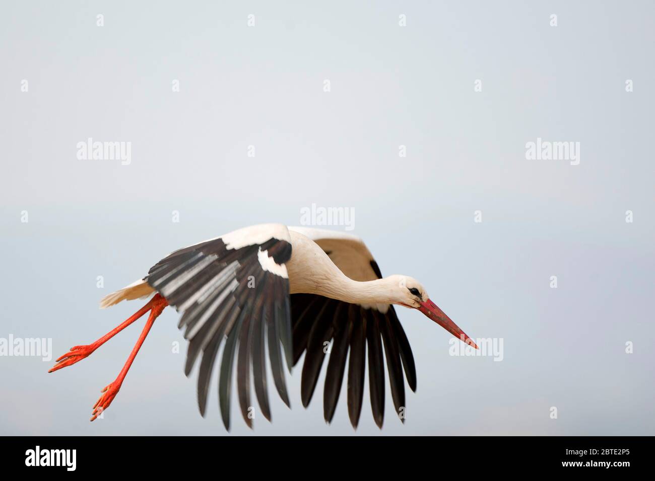 Ciconie blanche (Ciconia ciconia), en vol, Espagne, Estrémadure Banque D'Images