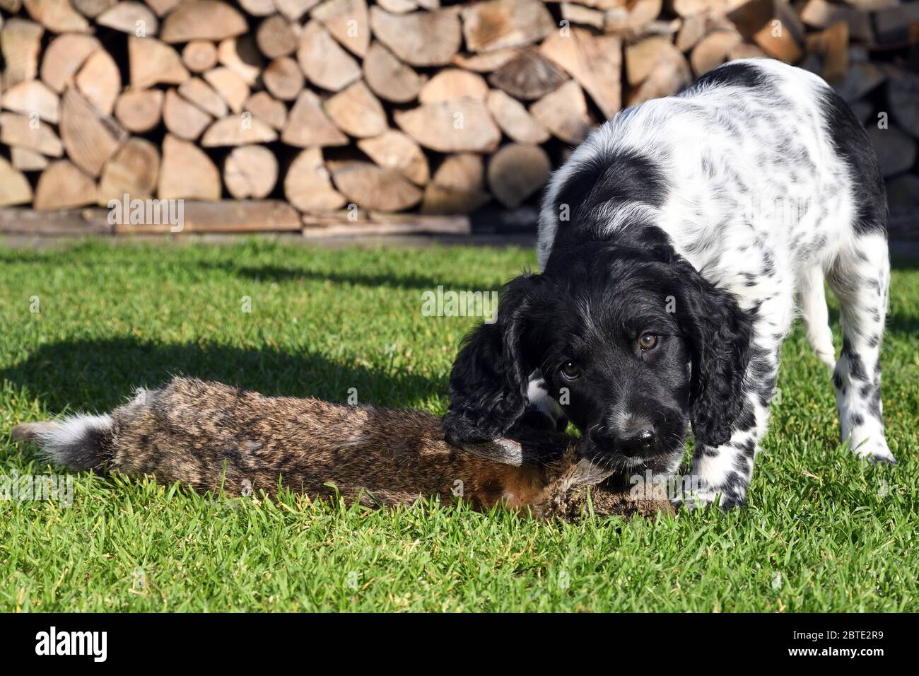 Grand Munsterlander (Canis lupus F. familiaris), chiot de sept semaines piquant dans un lapin sauvage mort, empilé de bois de feu en arrière-plan, Allemagne Banque D'Images