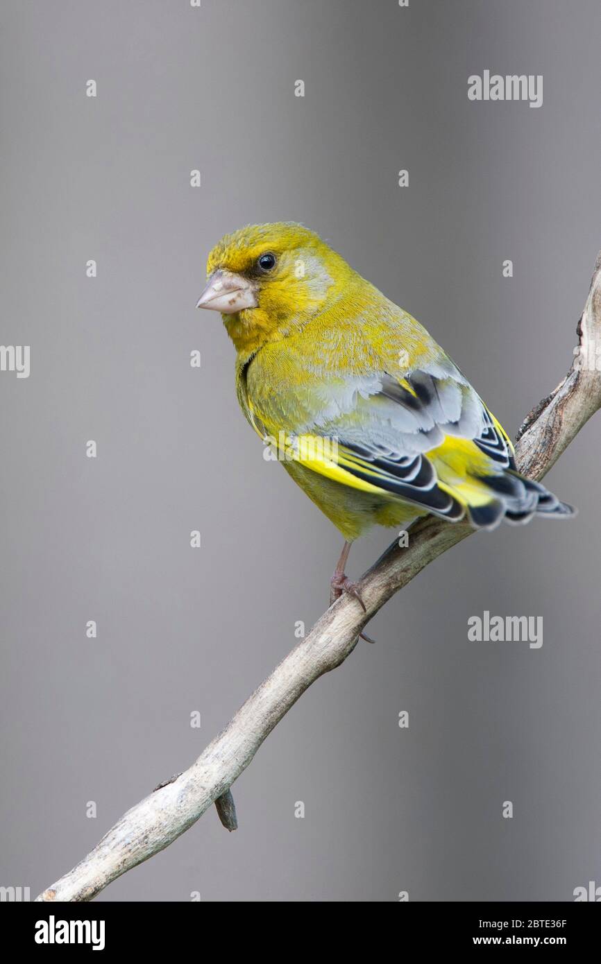 western verdfinch (Carduelis chloris, Chloris chloris), perches sur une branche, Belgique, Flandre orientale Banque D'Images