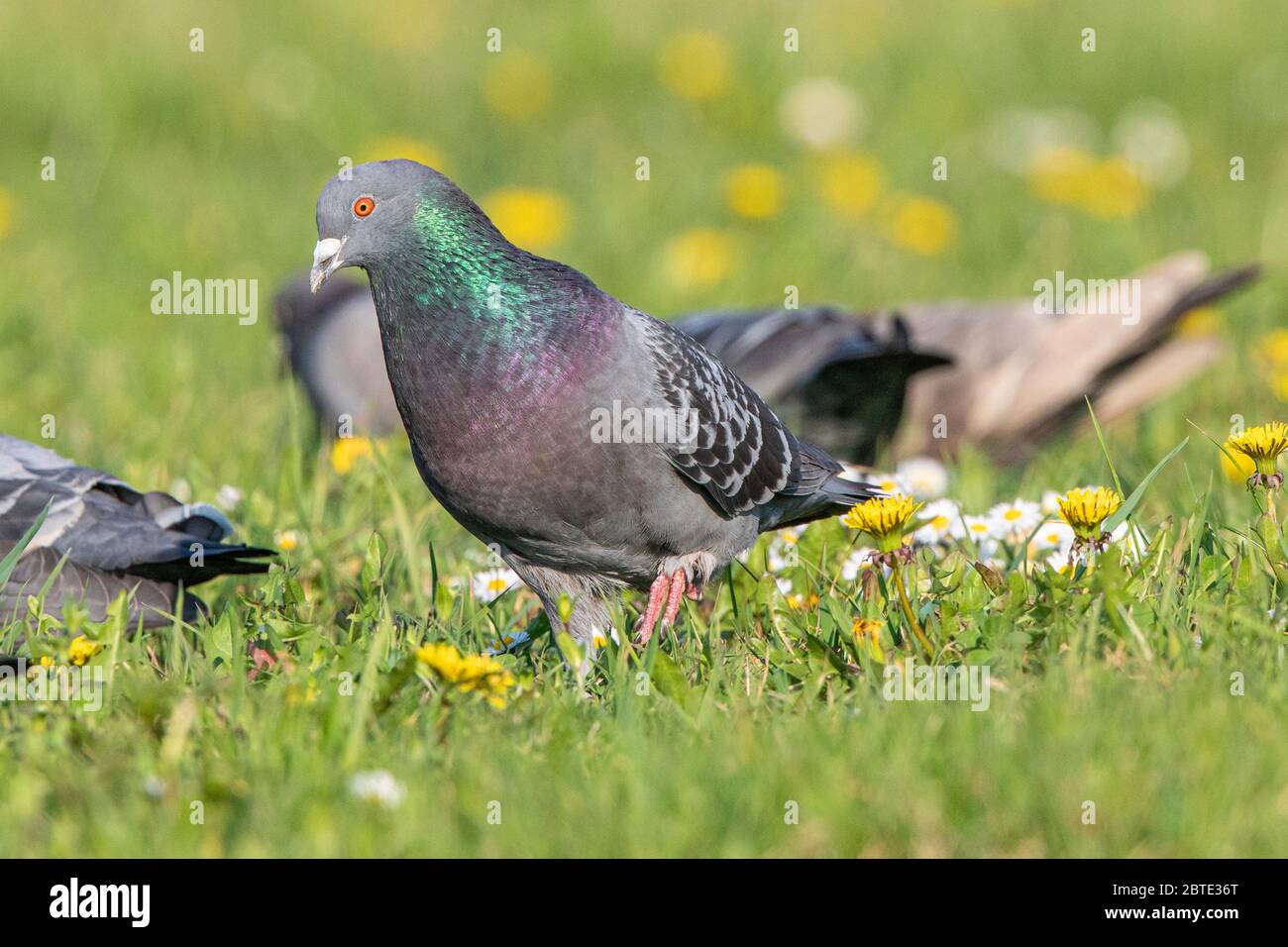 Pigeon domestique, pigeon féral (Columba livia F. domestica), perching masculin dans un pré en fleurs, vue latérale, Allemagne, Bavière, Isental Banque D'Images