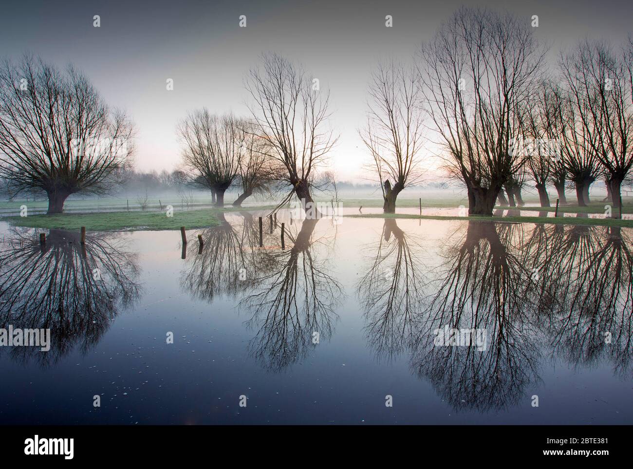 pollard saule dans la zone inondée, Belgique, Flandre Occidentale, Waregem Banque D'Images