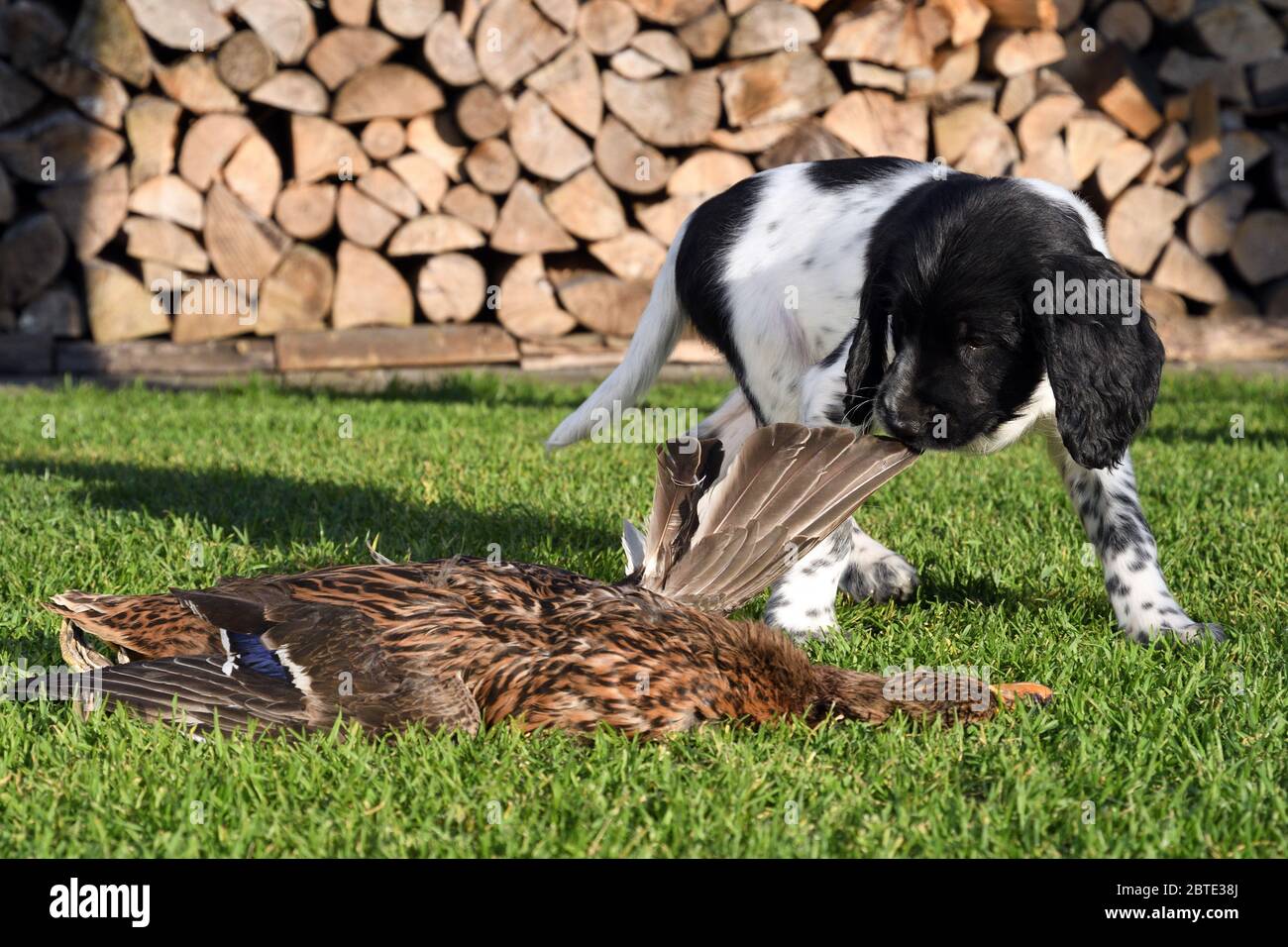 Grand Munsterlander (Canis lupus F. familiaris), chiot de sept semaines piquant dans une aile d'un canard mort, empilé de bois de feu en arrière-plan, Allemagne Banque D'Images