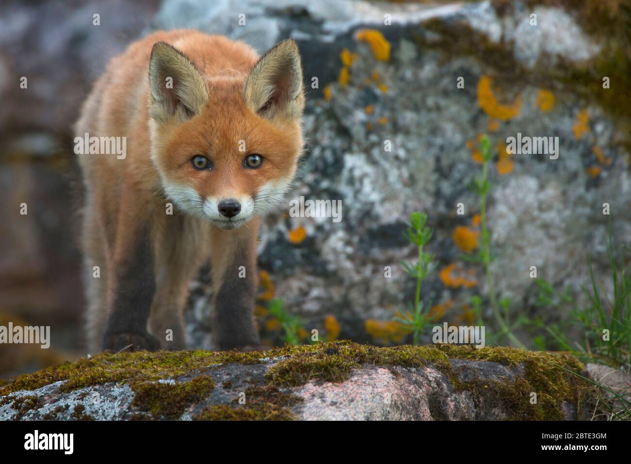 Renard roux (Vulpes vulpes), renard juvénile debout curieusement entre les rochers, Estonie, Parc national de Soomaa Banque D'Images
