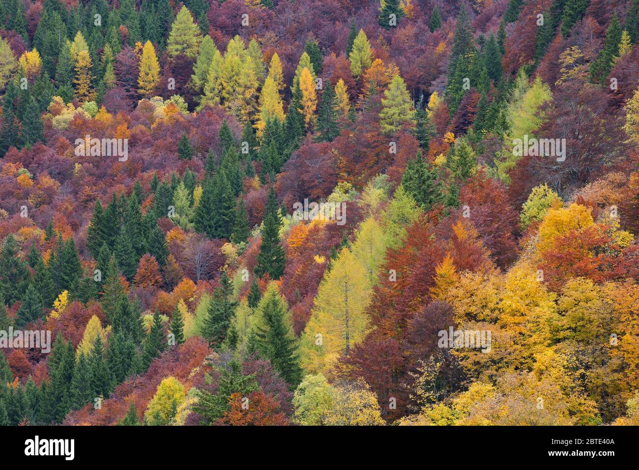 Forêt d'automne, Slovénie, Parc national de Triglav Banque D'Images