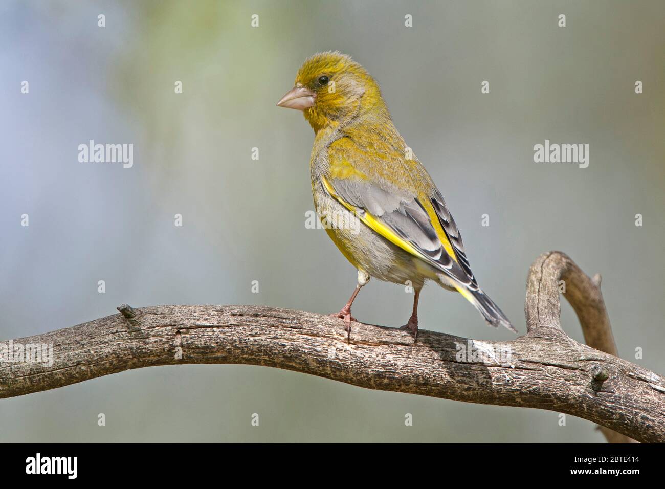 western verdfinch (Carduelis chloris, Chloris chloris), perches sur une branche, Belgique, Flandre orientale Banque D'Images