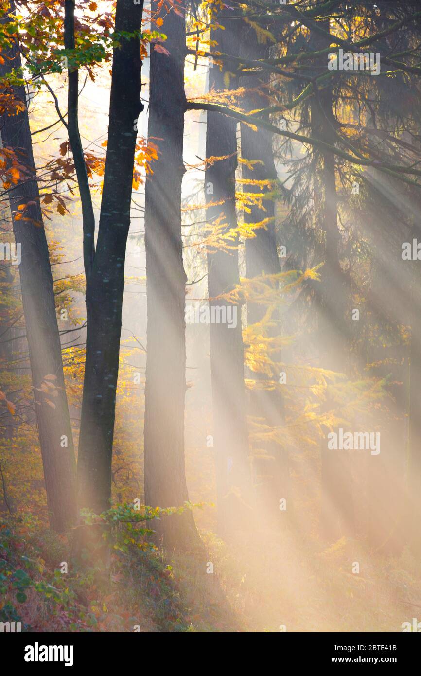 Mélèze commun, mélèze européen (Larix decidua, Larix europaea), poutres en forêt mixte avec larches, Belgique, Ardennes, Semois Banque D'Images