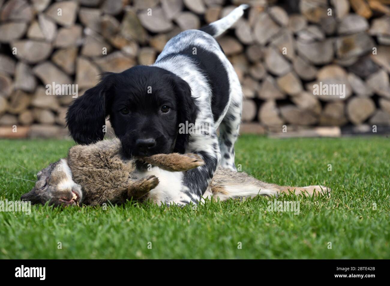Grand Munsterlander (Canis lupus F. familiaris), chiot de sept semaines piquant dans un lapin sauvage mort, empilé de bois de feu en arrière-plan, Allemagne Banque D'Images