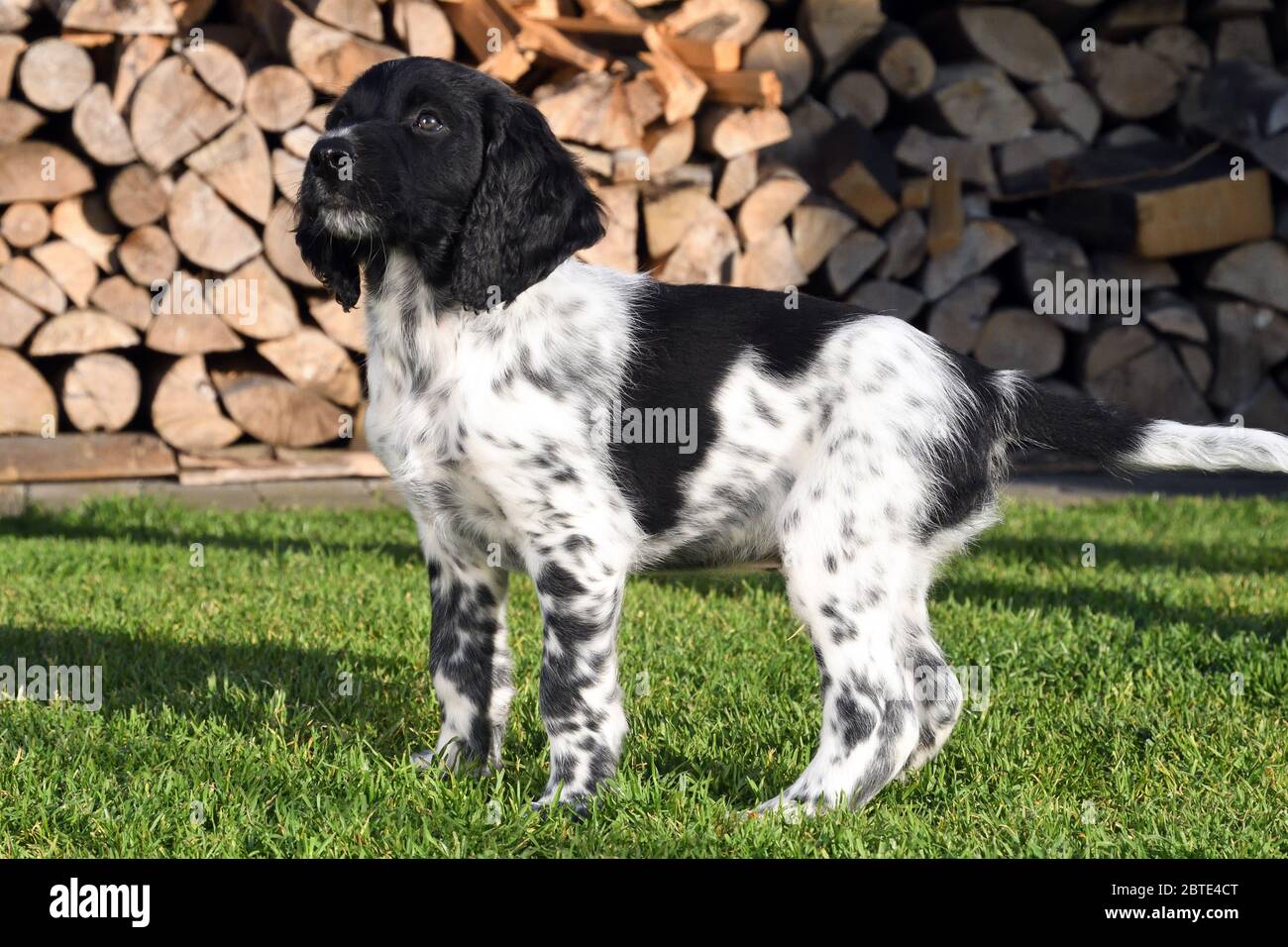 Grand Munsterlander (Canis lupus F. familiaris), chiot de sept semaines debout dans un pré, empilé de bois de feu en arrière-plan, Allemagne Banque D'Images