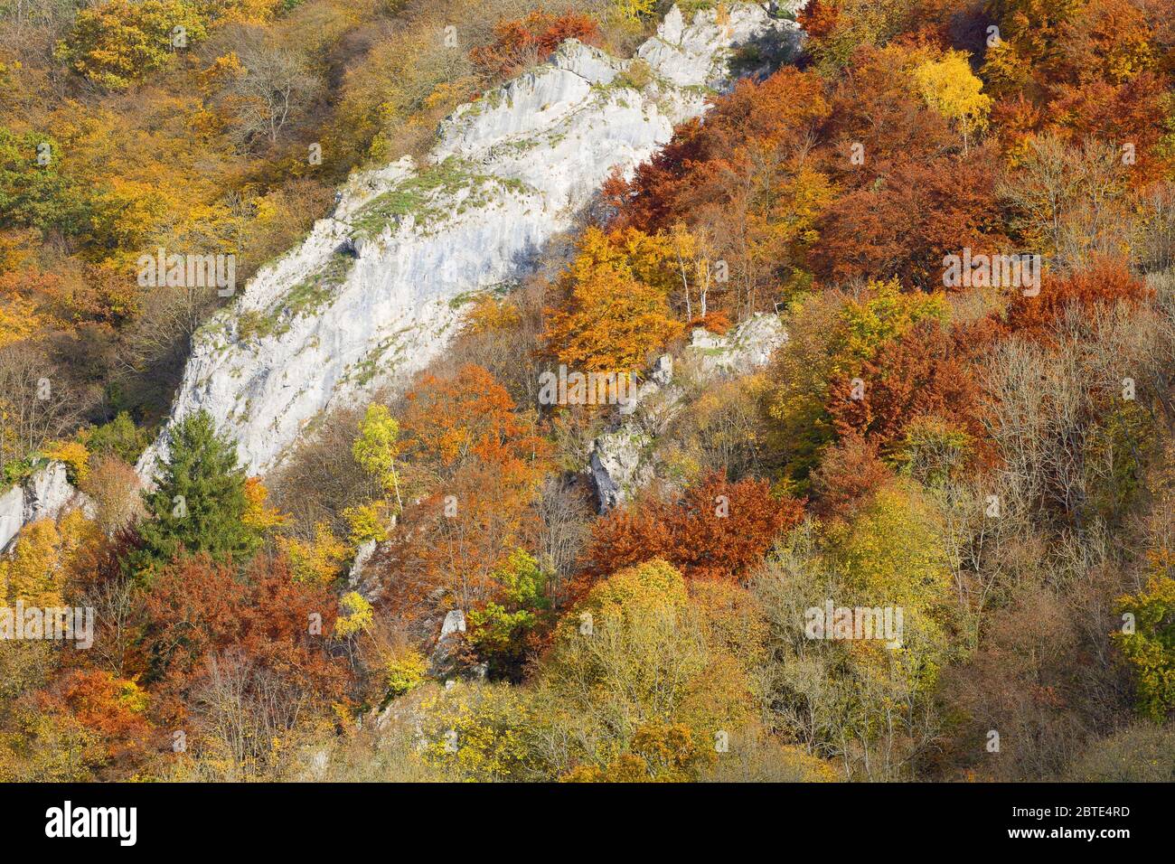 Forêt en automne le long de la rivière Maas, Belgique, Ardennes, Freyr, Dinant Banque D'Images