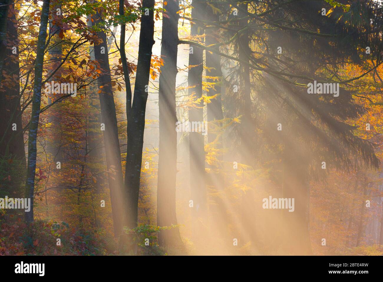 Mélèze commun, mélèze européen (Larix decidua, Larix europaea), poutres en forêt mixte avec larches, Belgique, Ardennes, Semois Banque D'Images