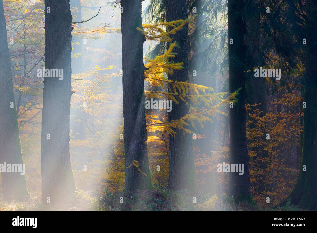 Mélèze commun, mélèze européen (Larix decidua, Larix europaea), poutres en forêt mixte avec larches, Belgique, Ardennes, Semois Banque D'Images